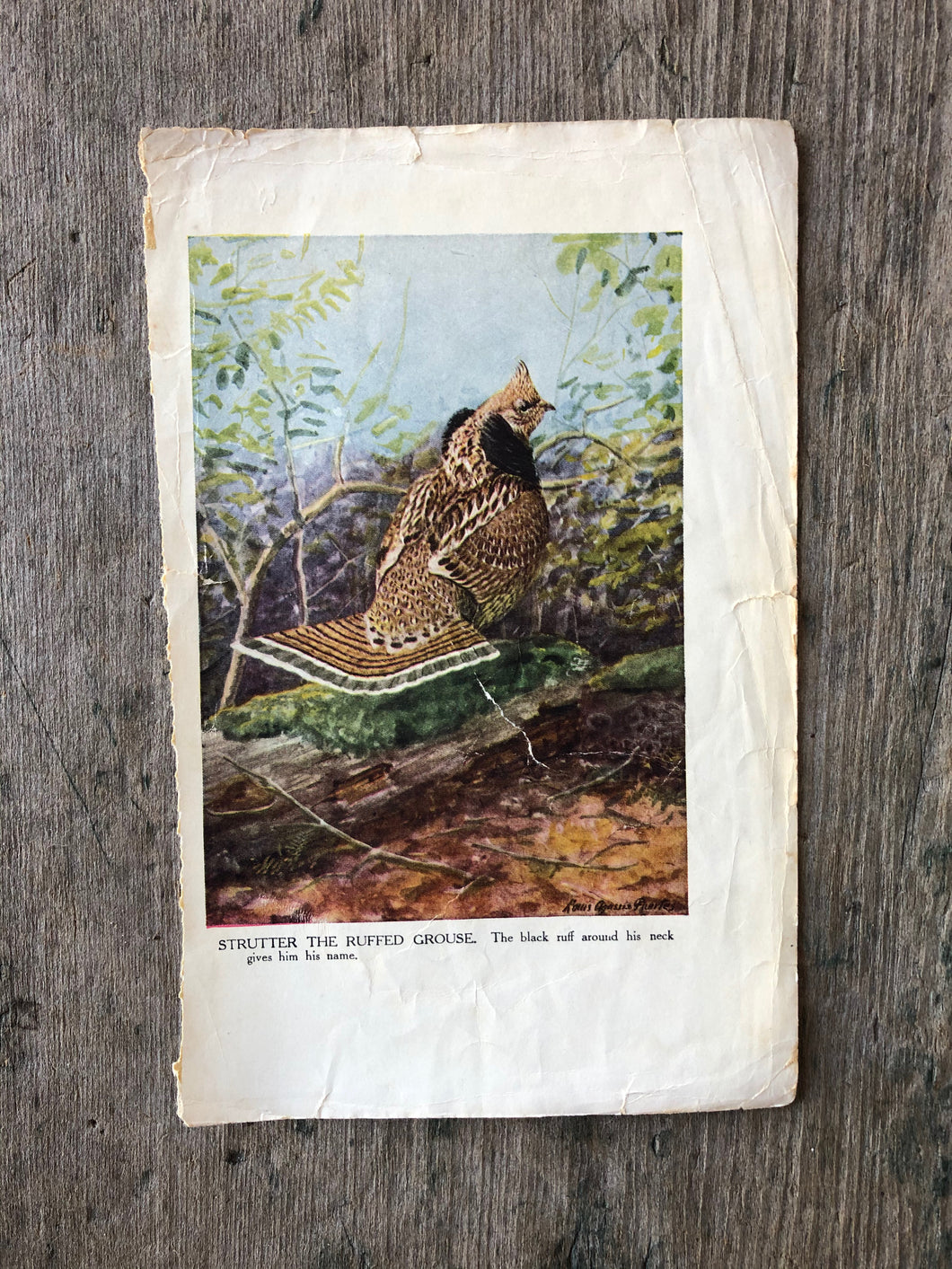 Bird Print by Louis Agassiz Fuertes