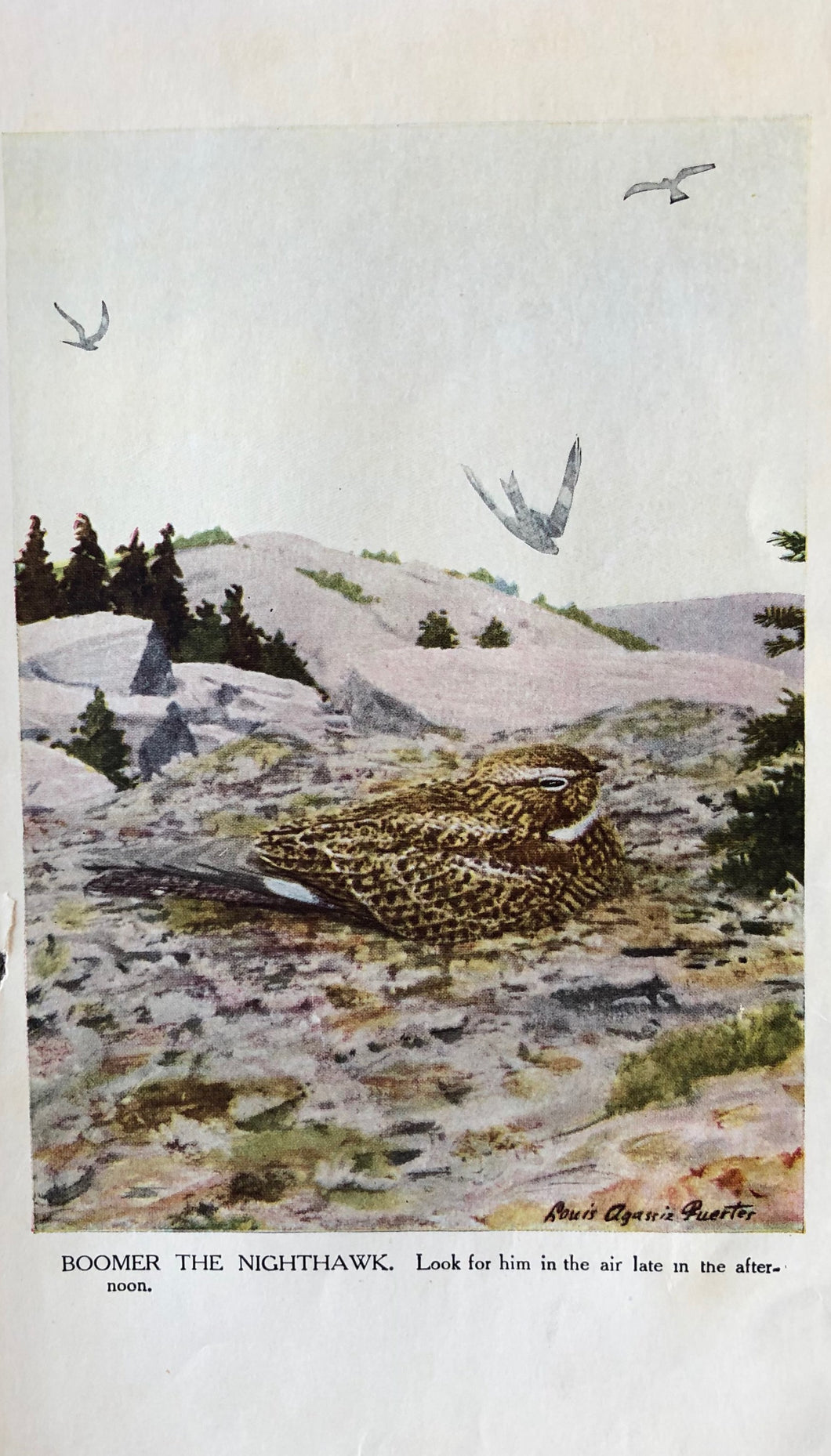 Bird Print by Louis Agassiz Fuertes