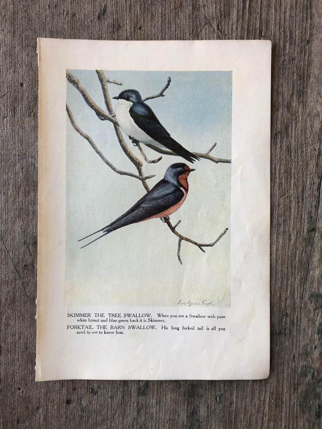 Bird Print by Louis Agassiz Fuertes