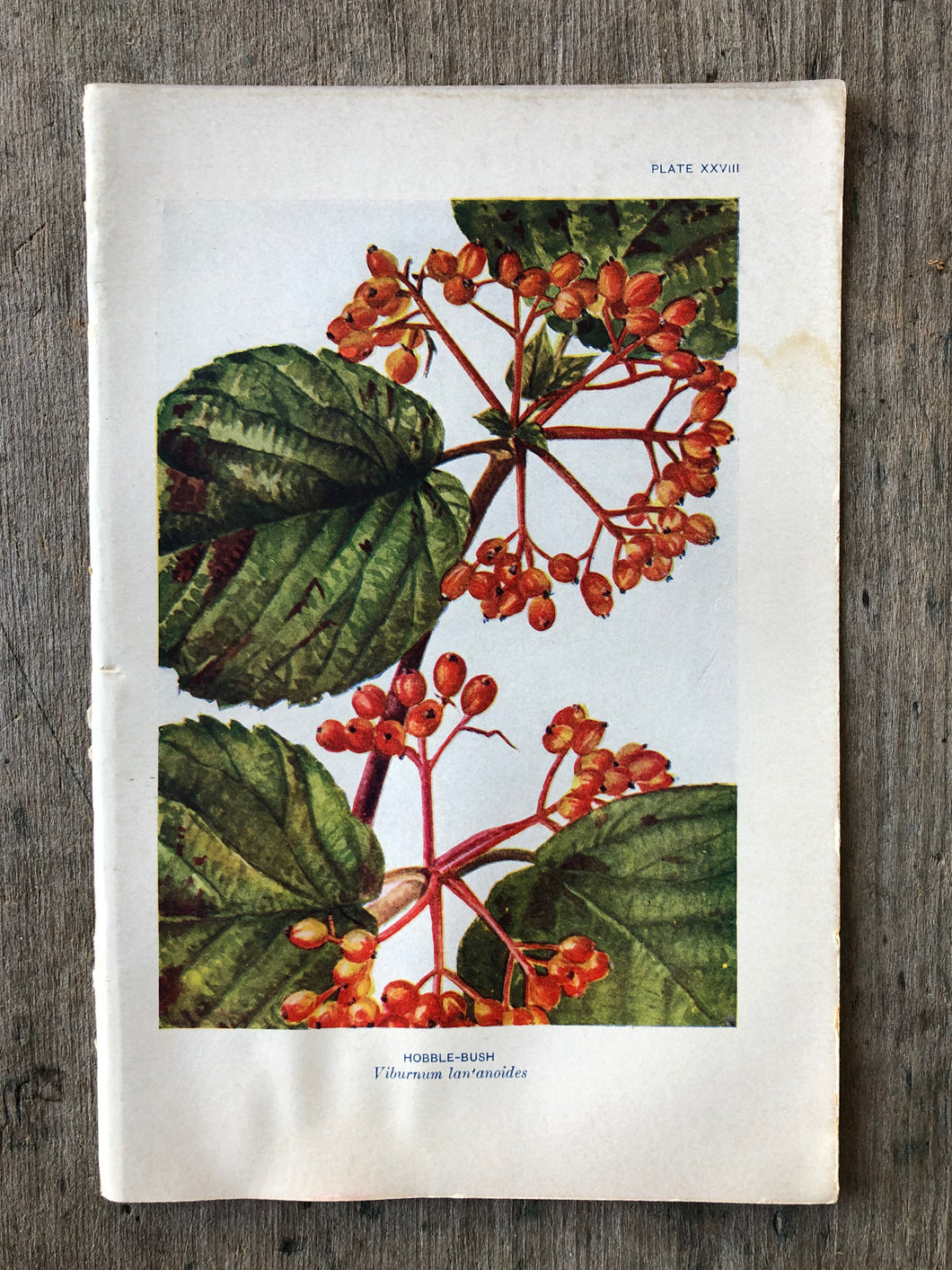 Flower Print by Elsie Louise Shaw
