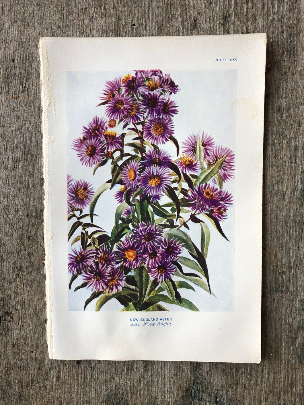 Flower Print by Elsie Louise Shaw
