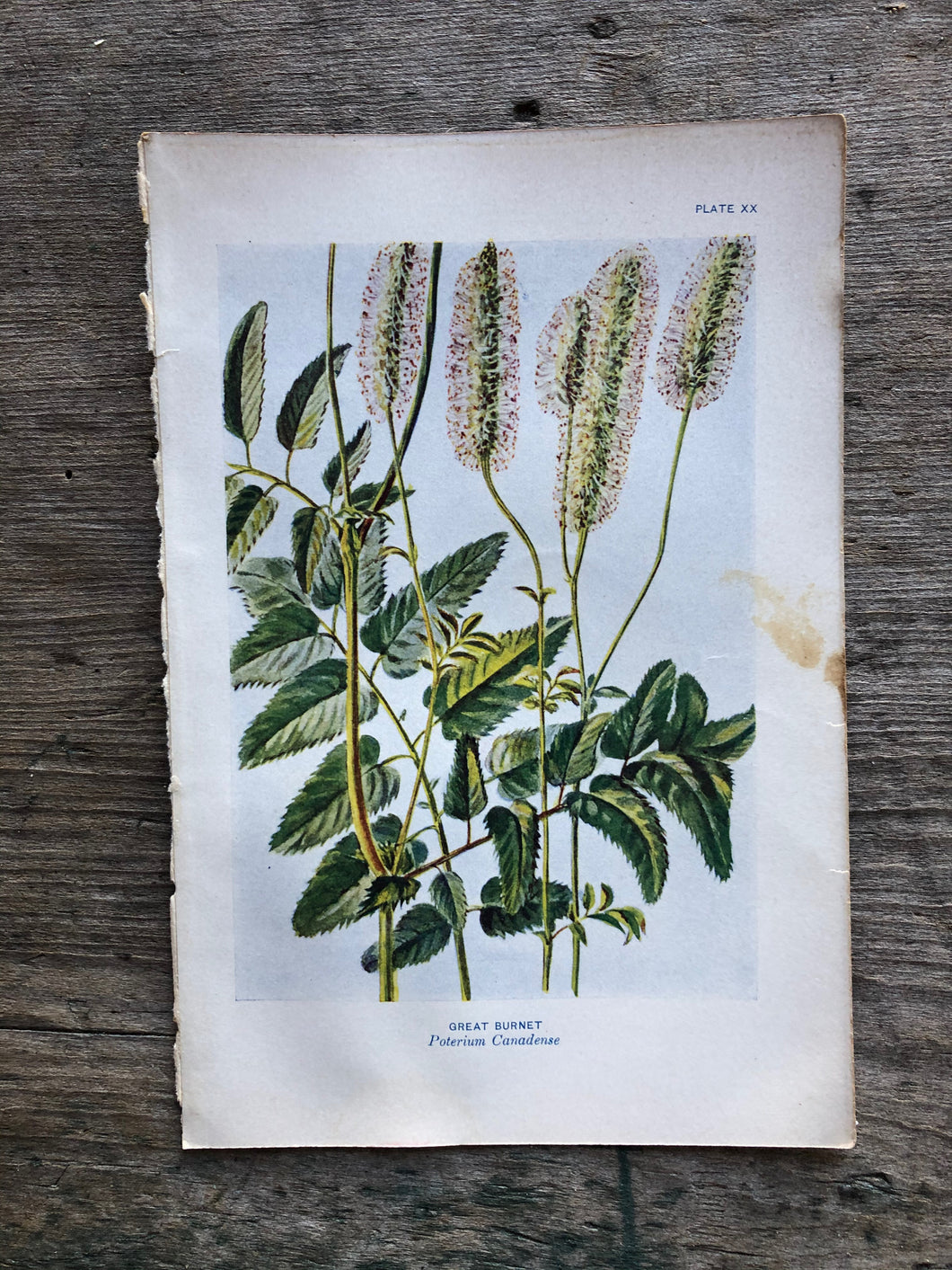 Flower Print by Elsie Louise Shaw