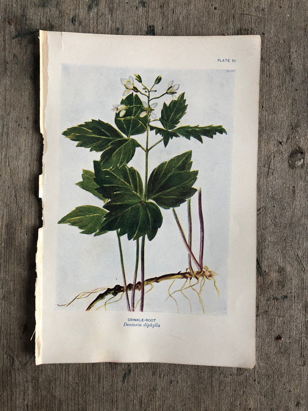 Flower Print by Elsie Louise Shaw