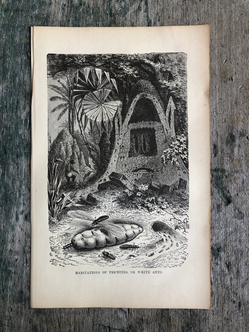 Print from Work-Days of God; Or, Science and the Bible