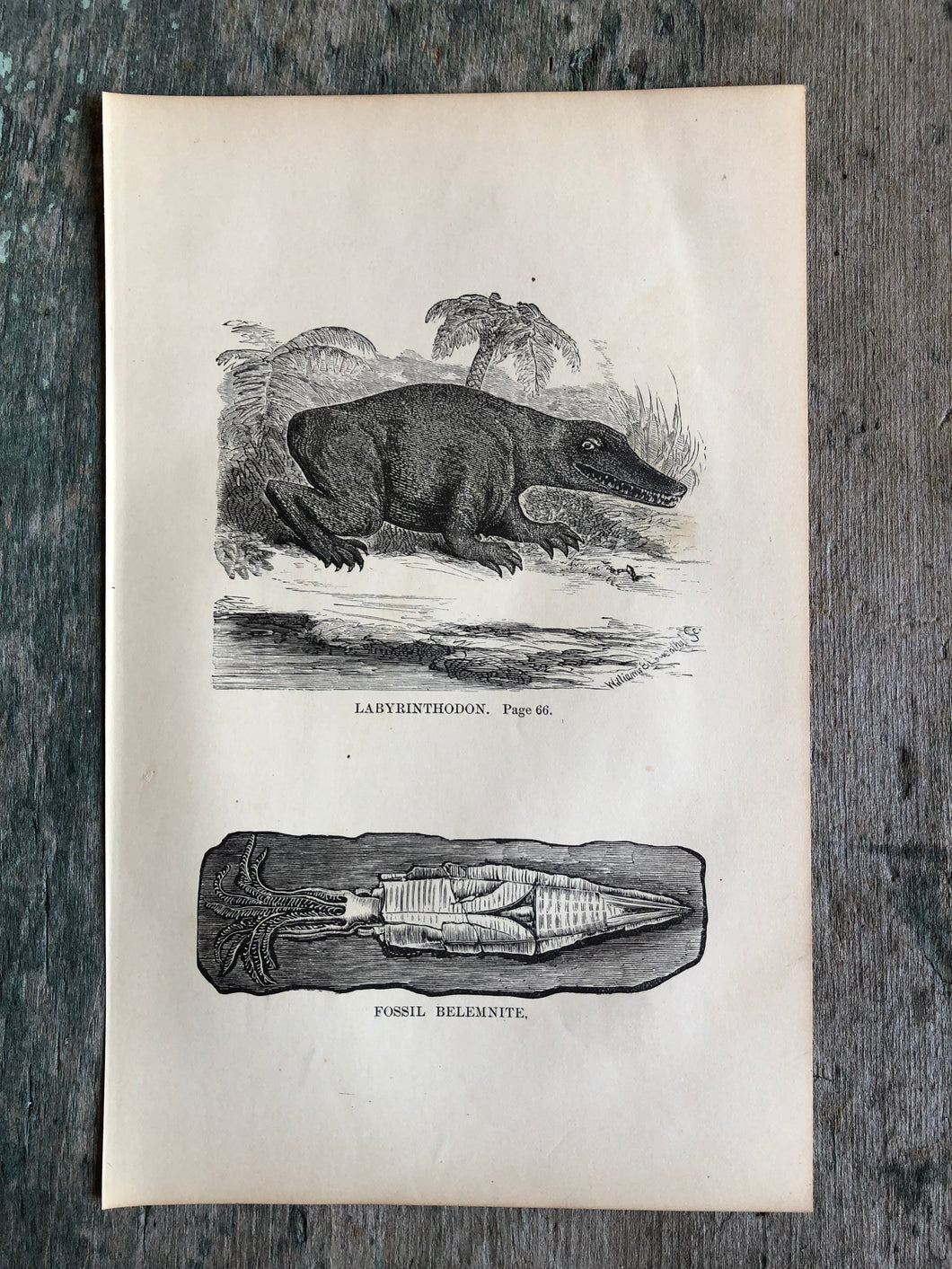 Print from Work-Days of God; Or, Science and the Bible