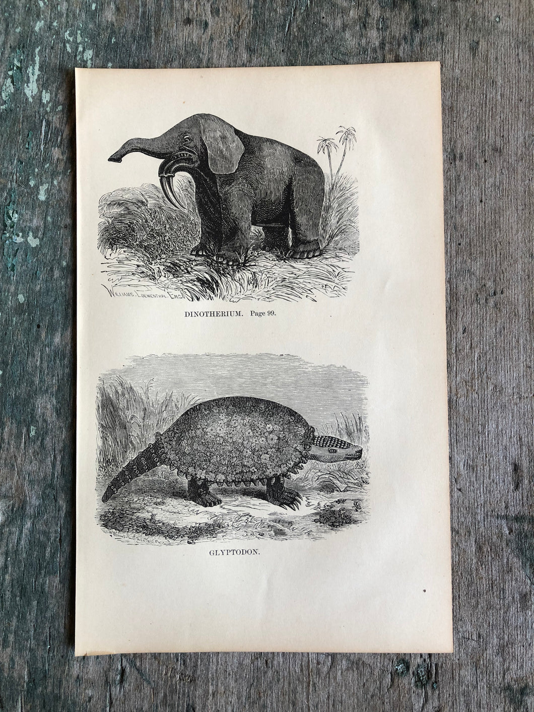 Print from Work-Days of God; Or, Science and the Bible