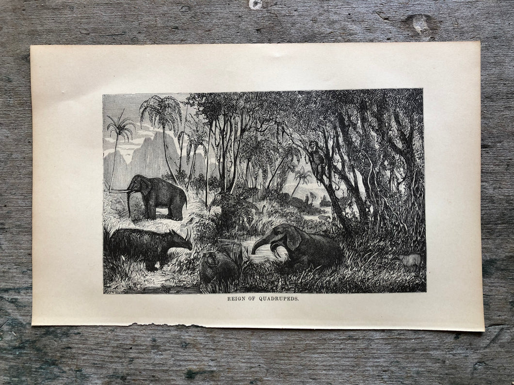 Print from Work-Days of God; Or, Science and the Bible