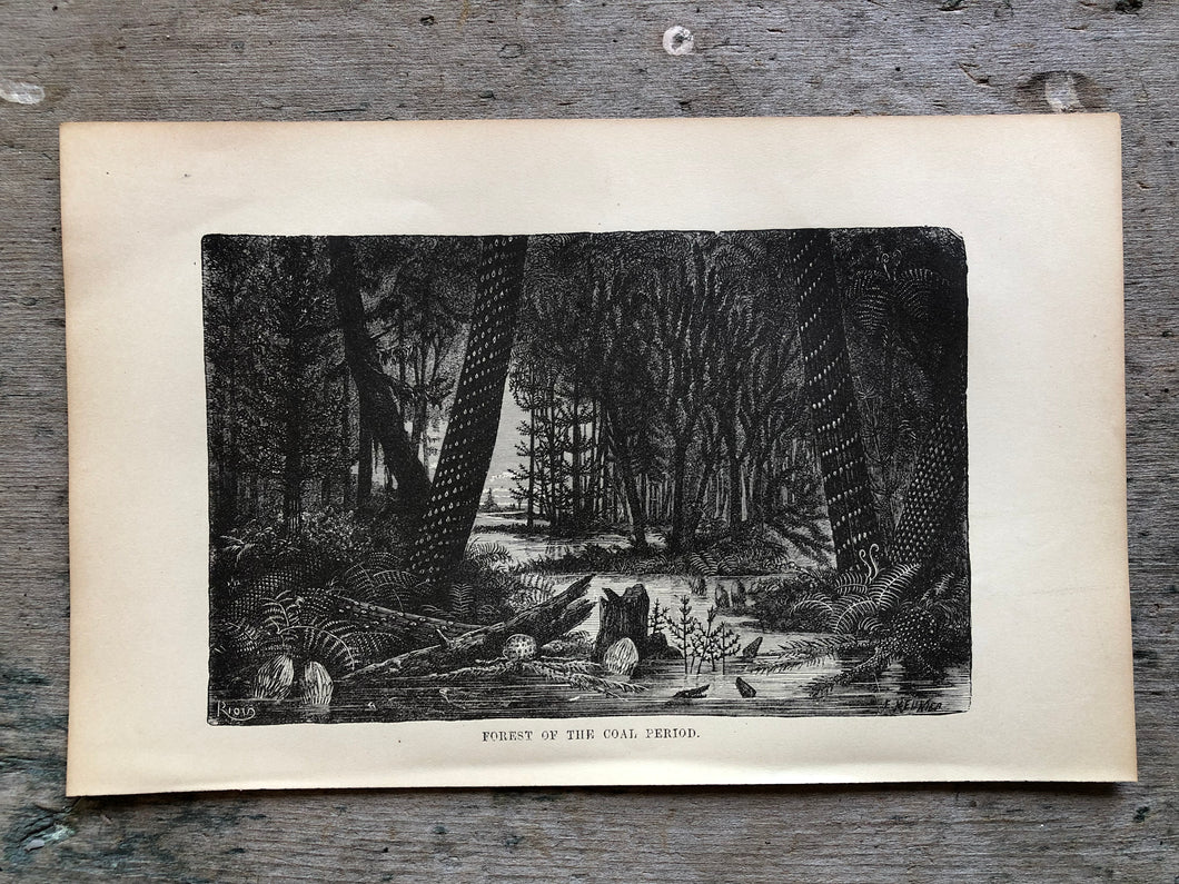 Print from Work-Days of God; Or, Science and the Bible
