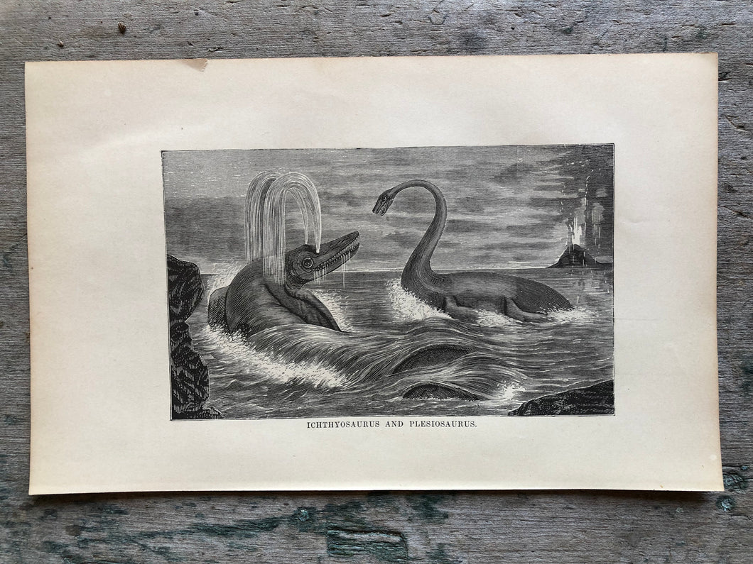 Print from Work-Days of God; Or, Science and the Bible