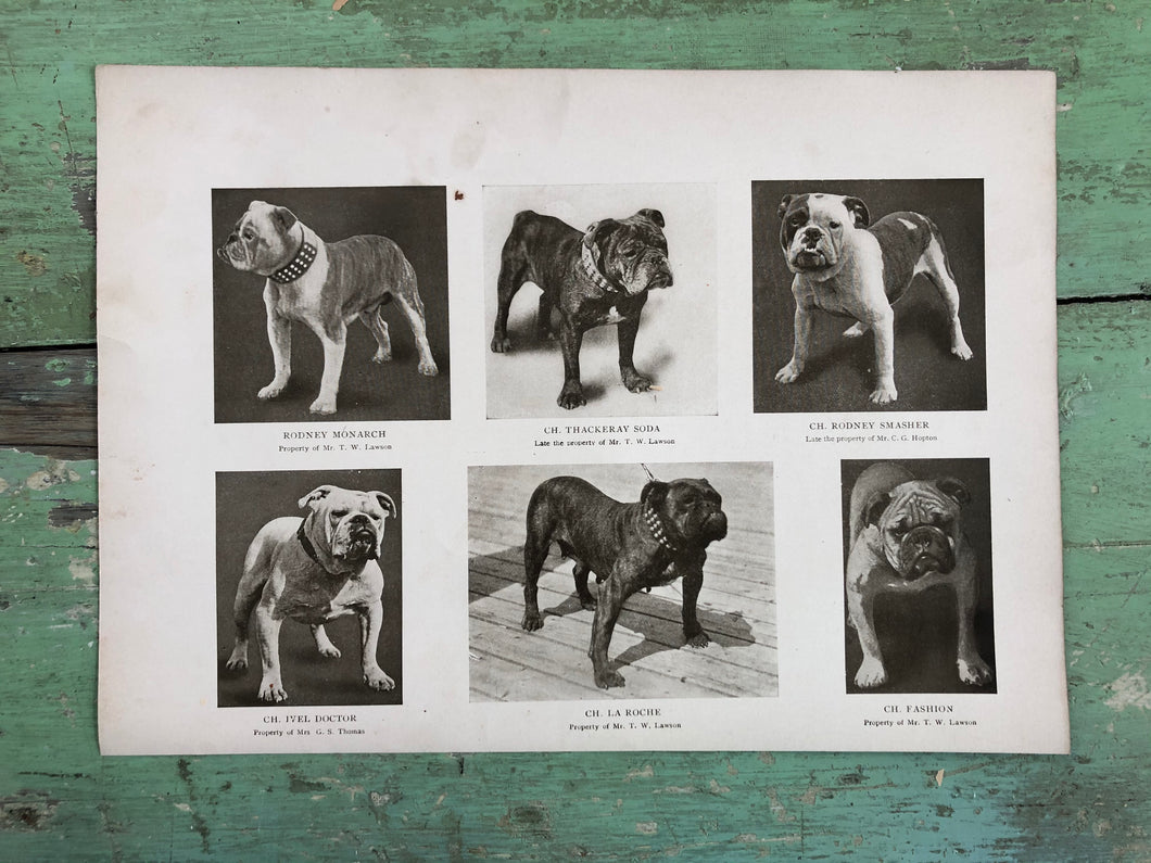 Print from “The Dog Book” by James Watson