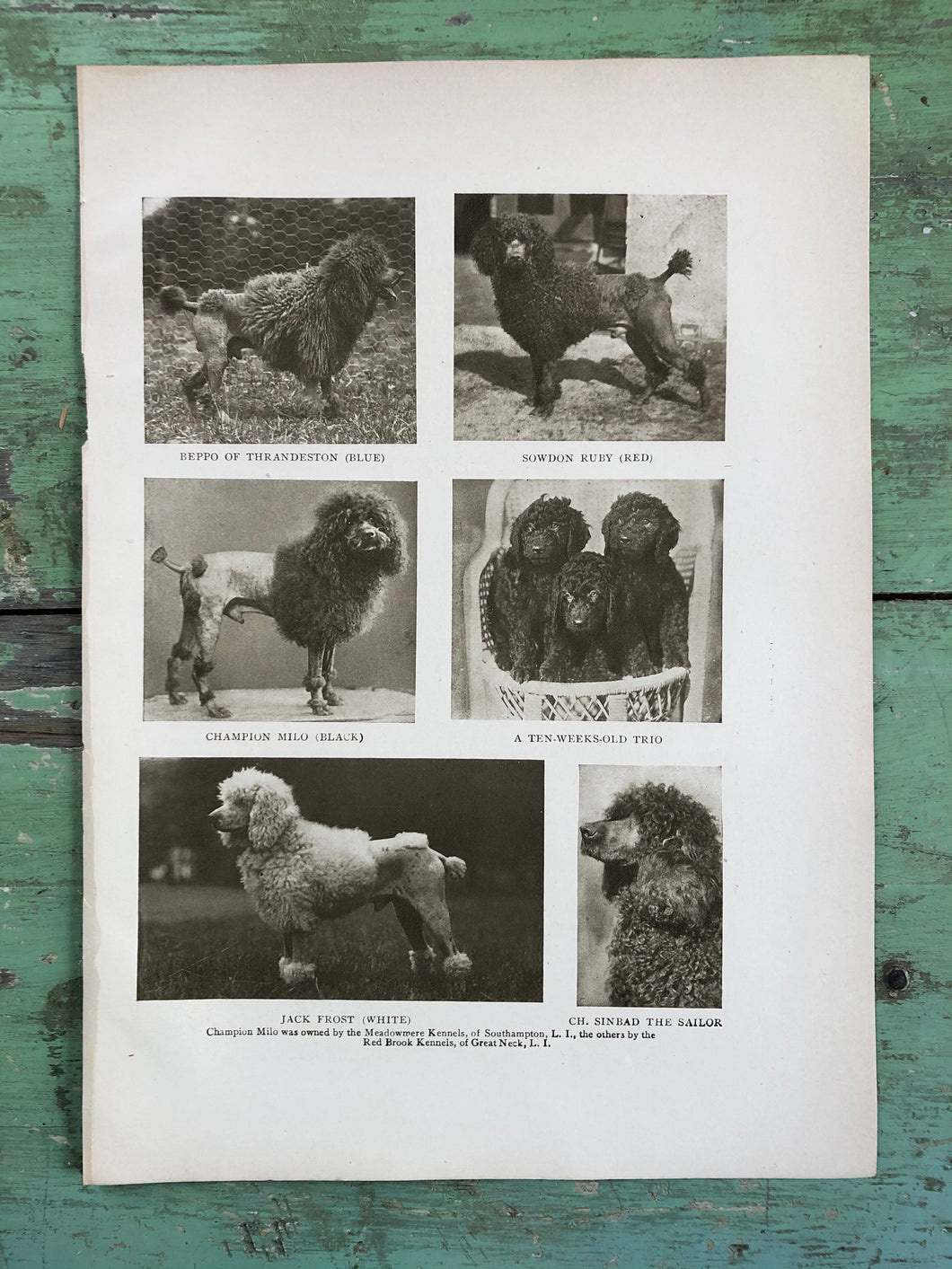 Poodle Print from “The Dog Book” by James Watson