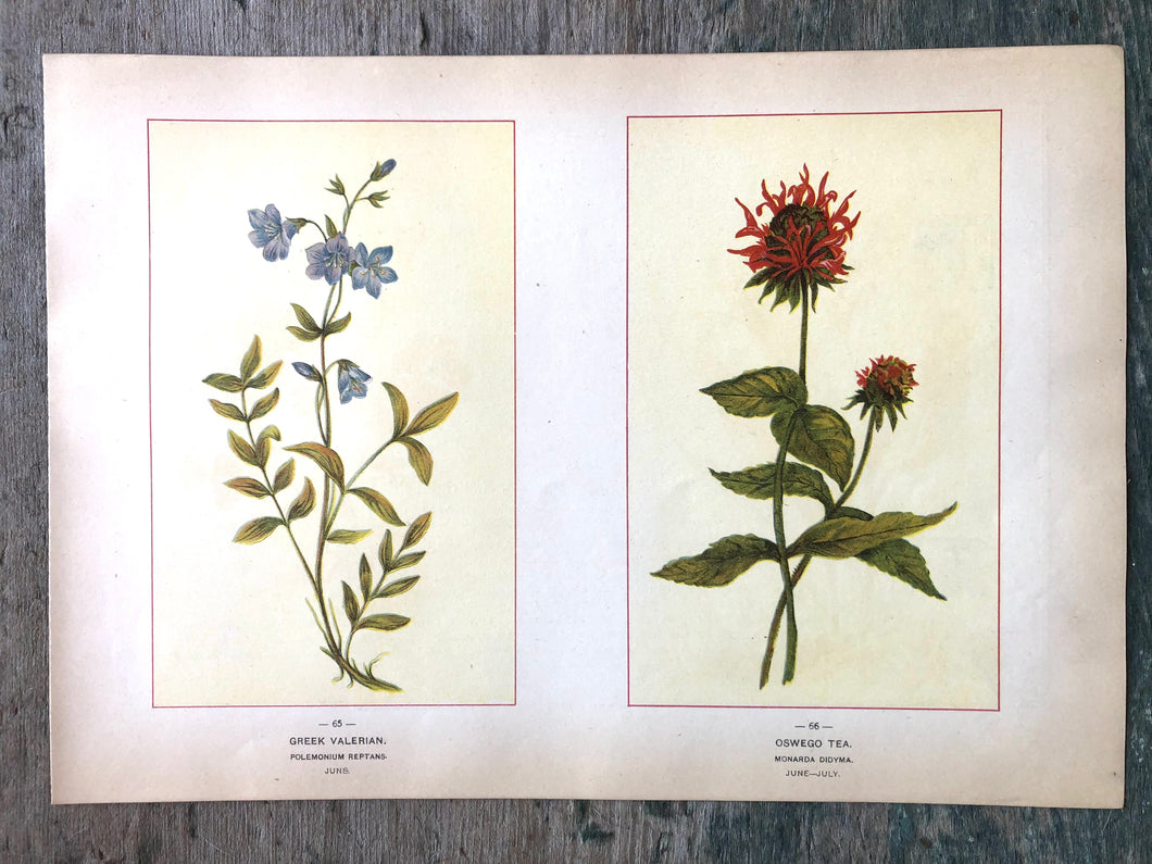 Greek Valerian and Oswego Tea. Print from Wild Flowers of America: Flowers of Every State in the American Union