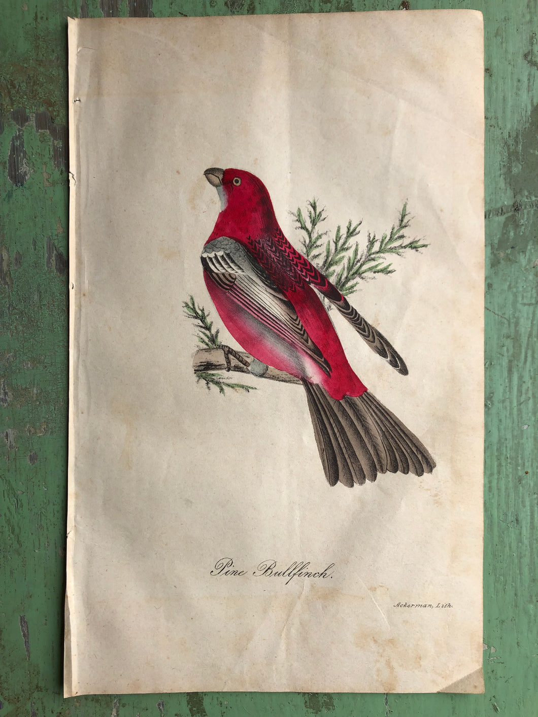 Pine Bullfinch. Hand-Colored Print from 