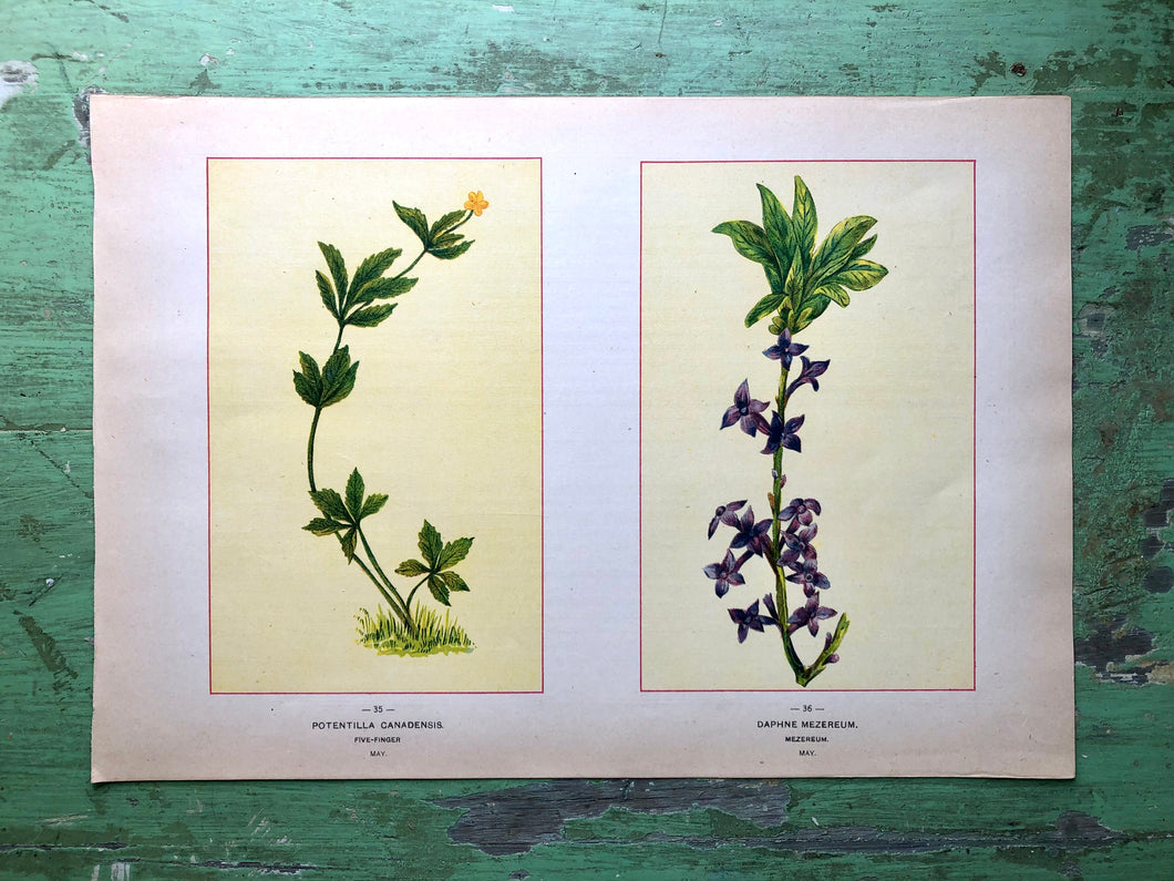 Flower print from “Wild Flowers of America: Flowers of Every State in the American Union”