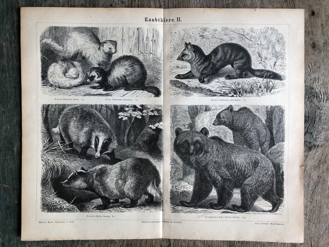 German Predators Print