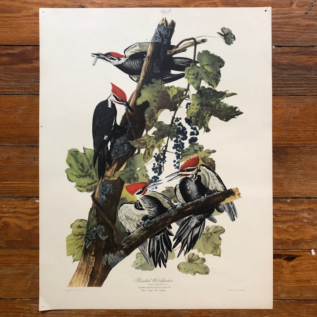 Audubon Print - Pileated Woodpecker
