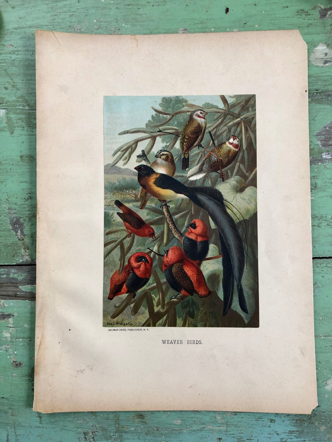 Color Bird Print 