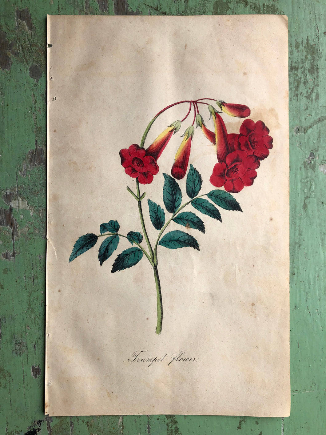 Trumpet Flower. Hand-Colored Print from 