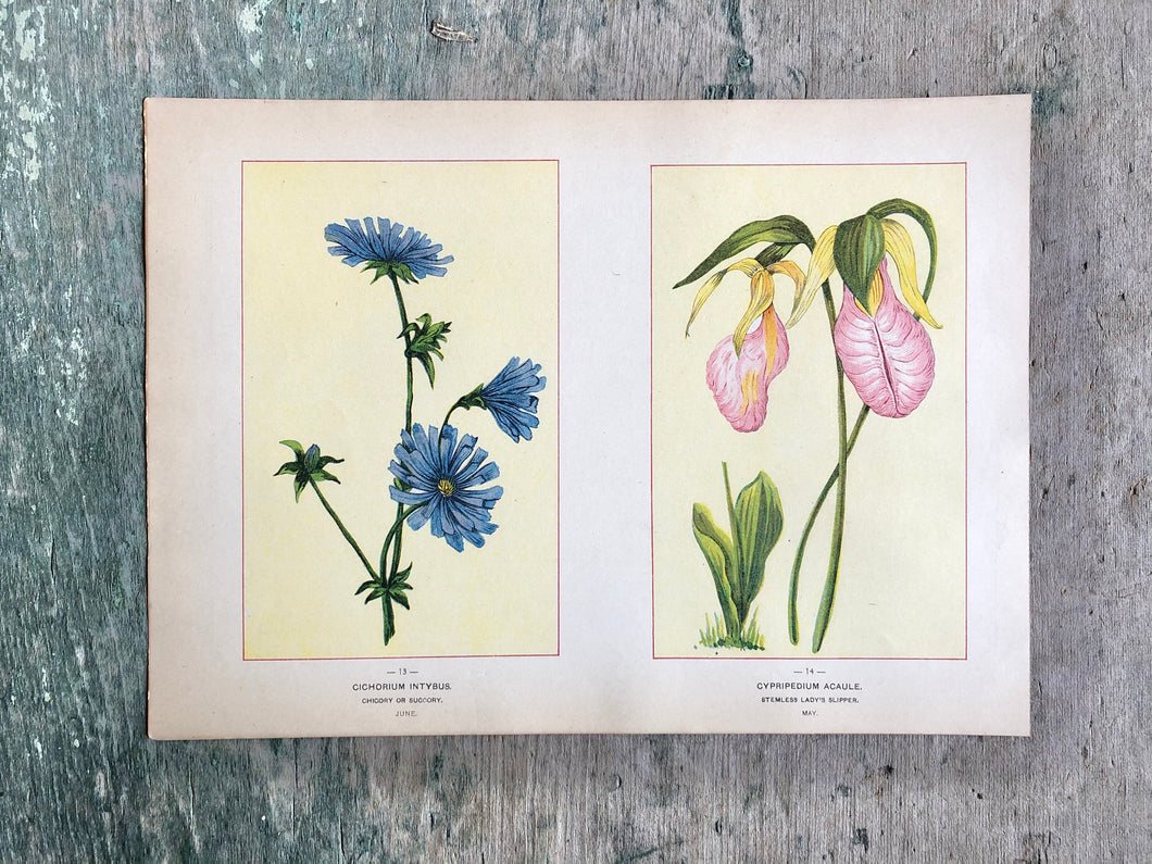 Flower print from “Wild Flowers of America: Flowers of Every State in the American Union”