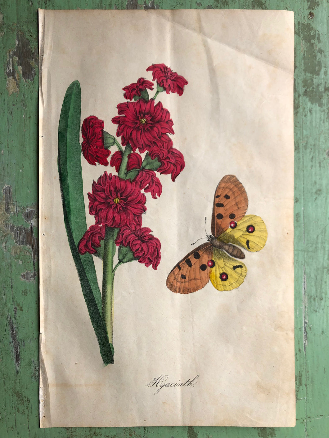 Hyacinth. Hand-Colored Print from 