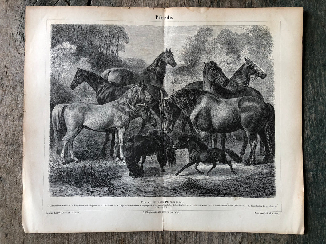 German Horse Print