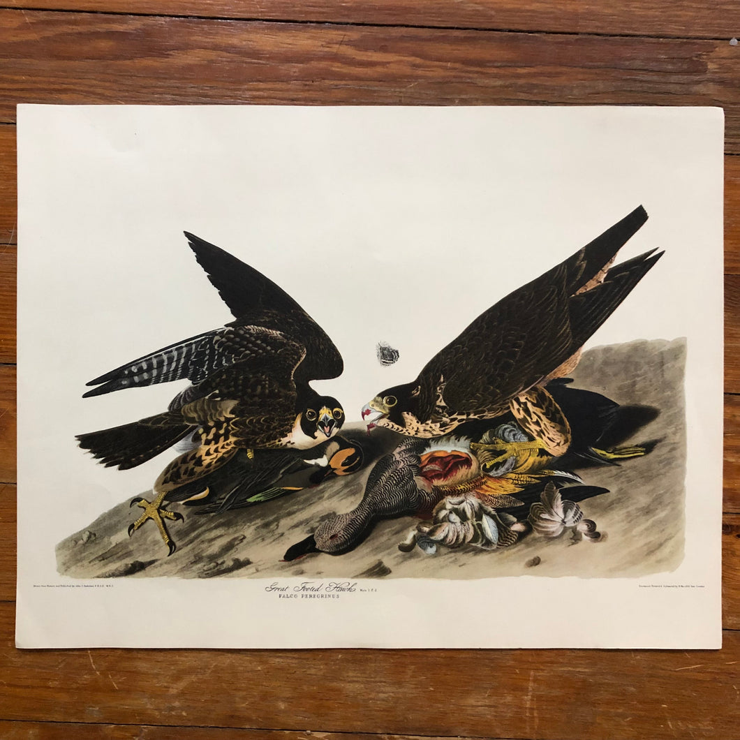 Audubon Print - Great Footed Hawk