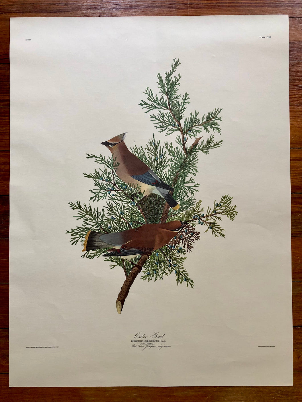 Audubon Print - Cedar Birds