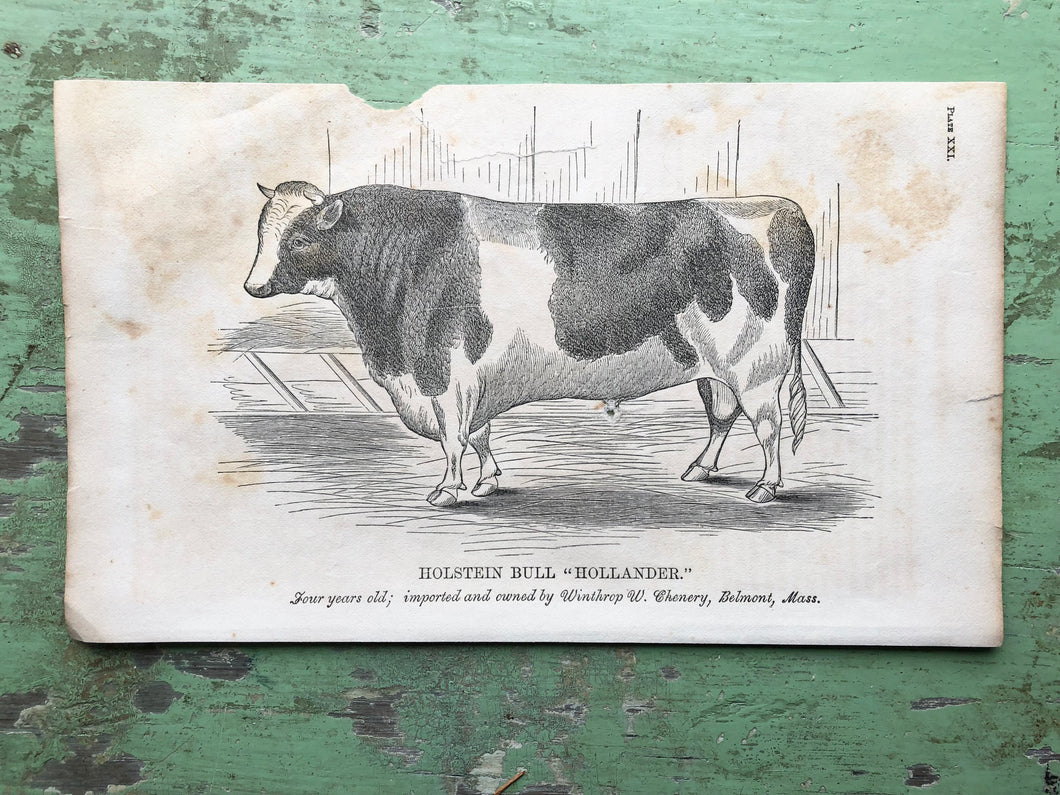 Cow Print from Report of the Commissioner of Agriculture for the Year 1864