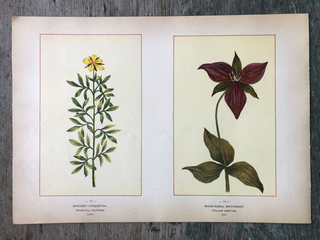 Shrubby Cinquefoil and Wake-Robin, Birthroot. Print from 