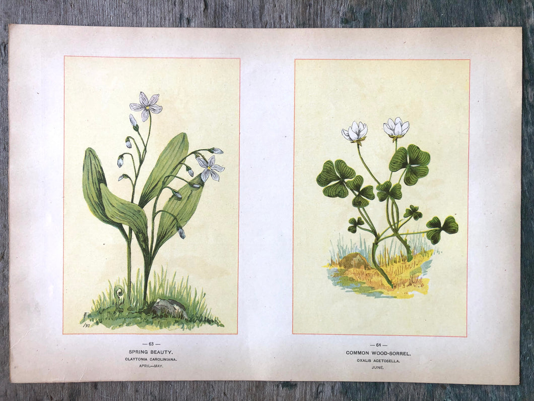 Spring Beauty and Common Wood-Sorrel. Print from Wild Flowers of America: Flowers of Every State in the American Union