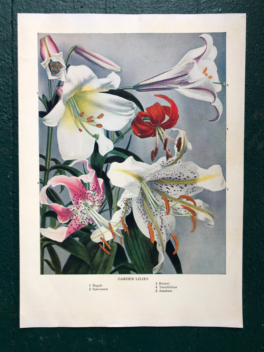 Garden Lilies print from “The Practical Encyclopedia of Gardening”
