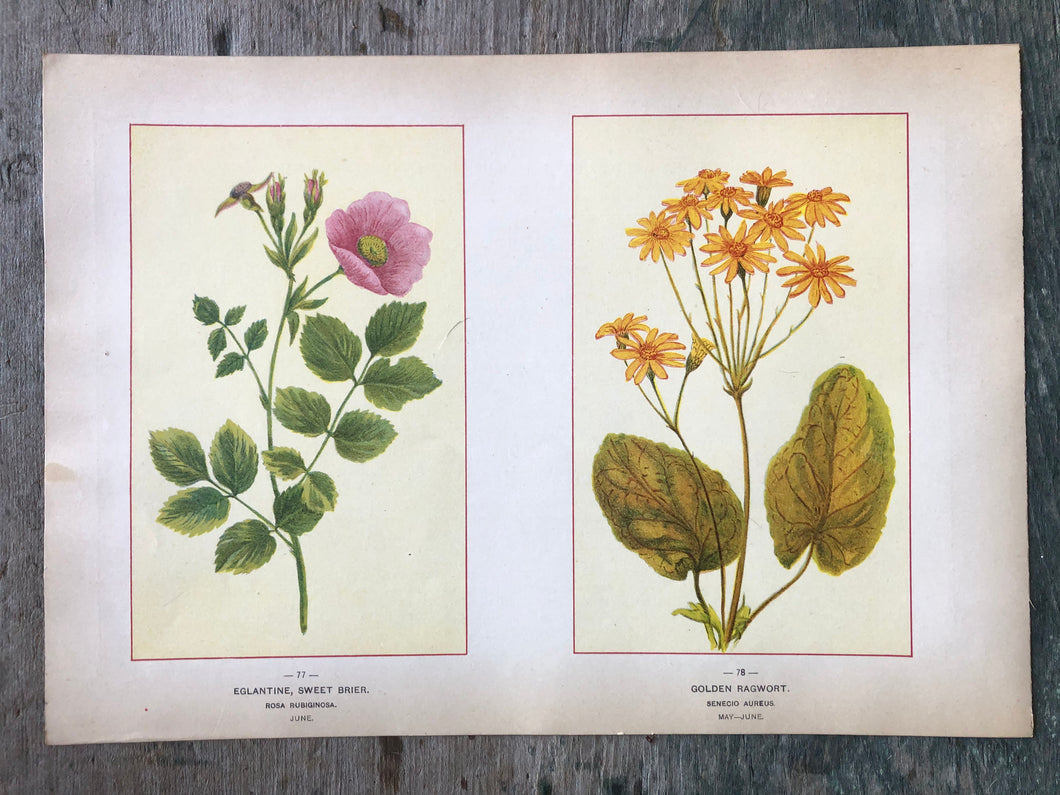 Eglantine, Sweet Brier and Golden Ragwort. Print from 