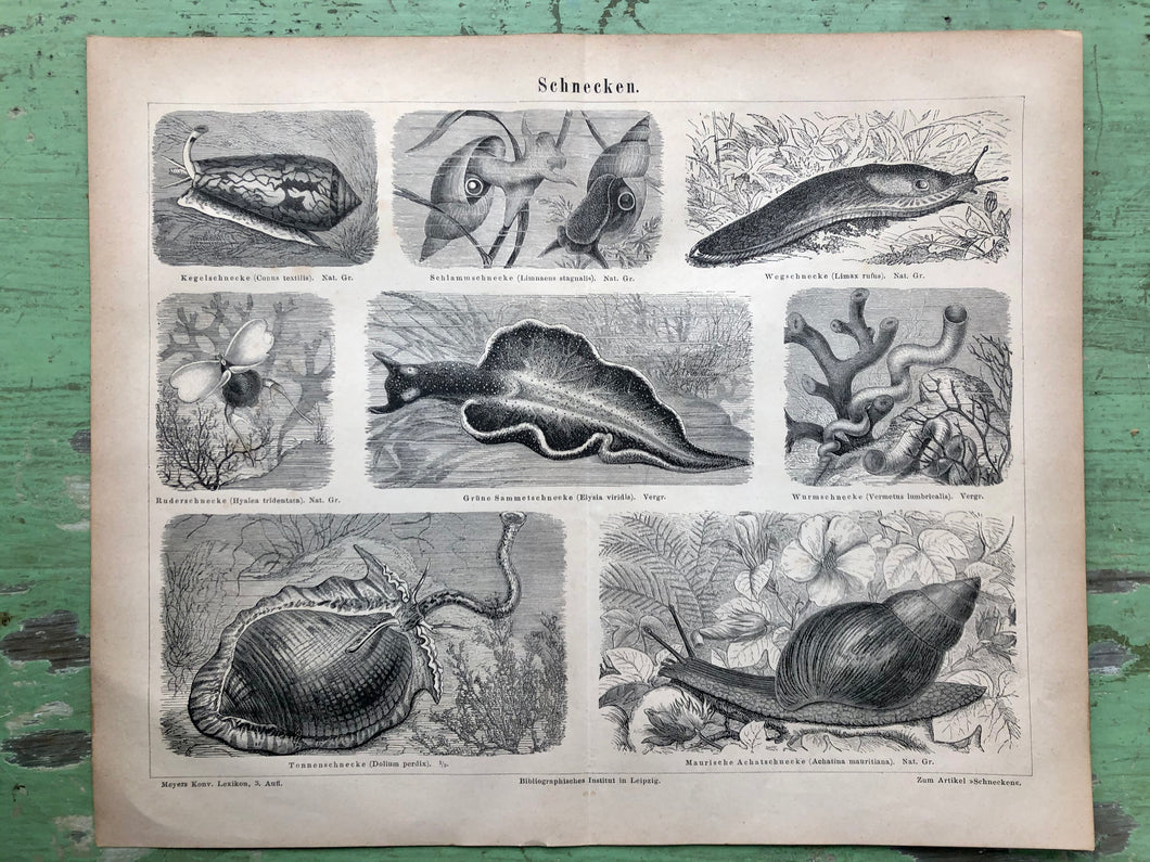 German Gastropod Print