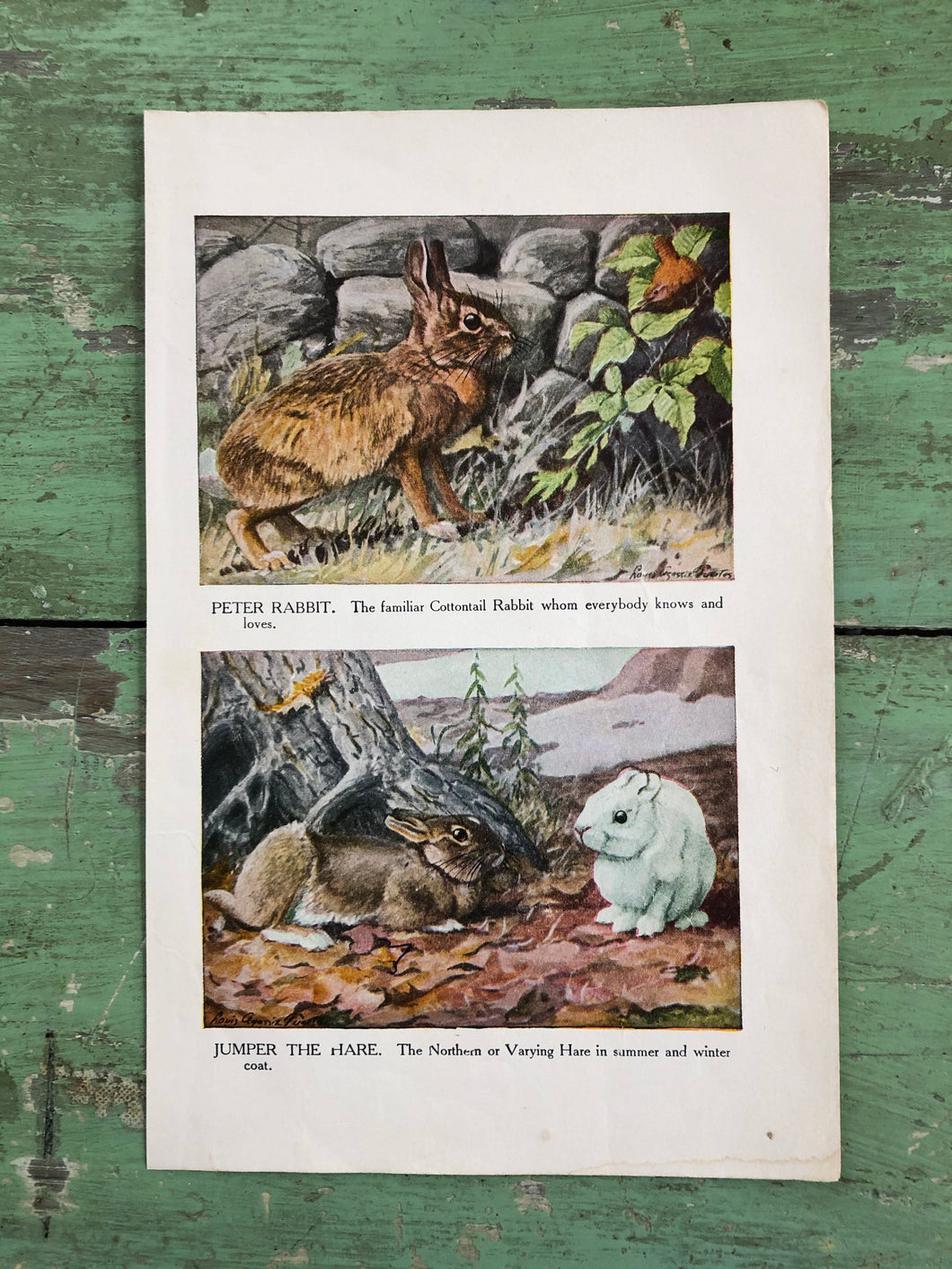 Print from “The Burgess Animal Book for Children” by Thornton W. Burgess and illustrated by Louis Agassiz Fuertes