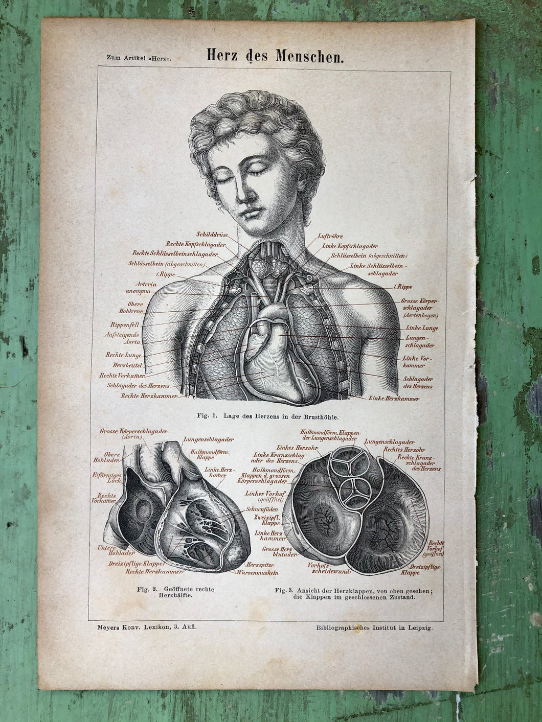 German Anatomical Print