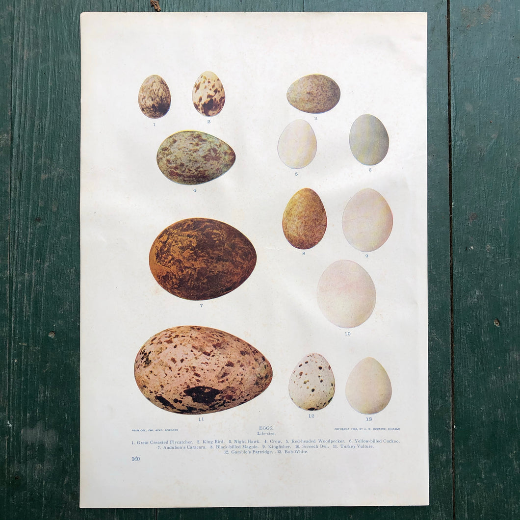Color Print from “The Standard Library of Natural History”