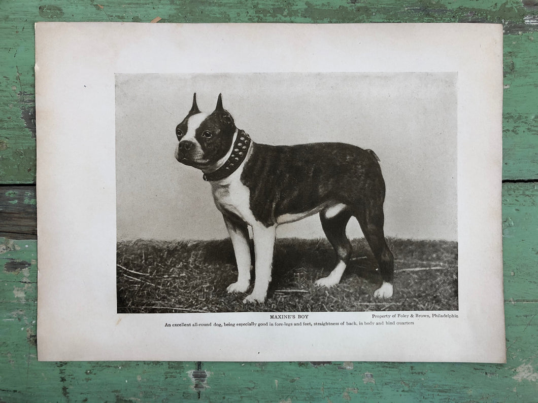 Print from “The Dog Book” by James Watson