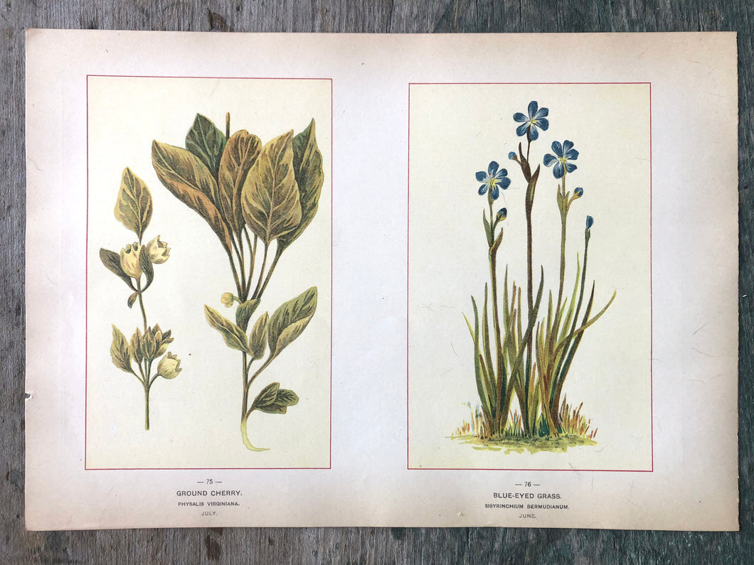 Ground Cherry and Blue-Eyed Grass. Print from 