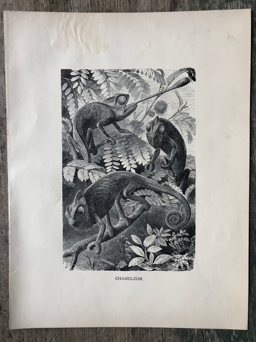 Chameleon Print From “Animate Creation”
