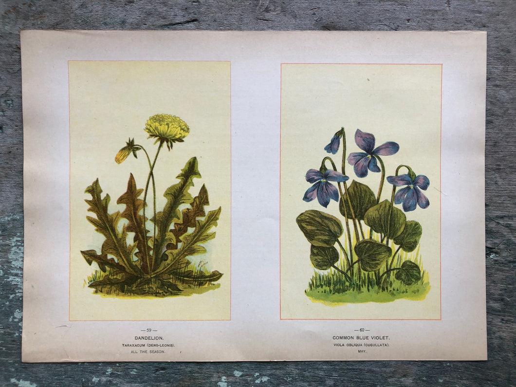 Flower print from “Wild Flowers of America: Flowers of Every State in the American Union”