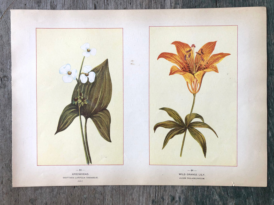 Arrowhead and Wild Orange Lily. Print from 