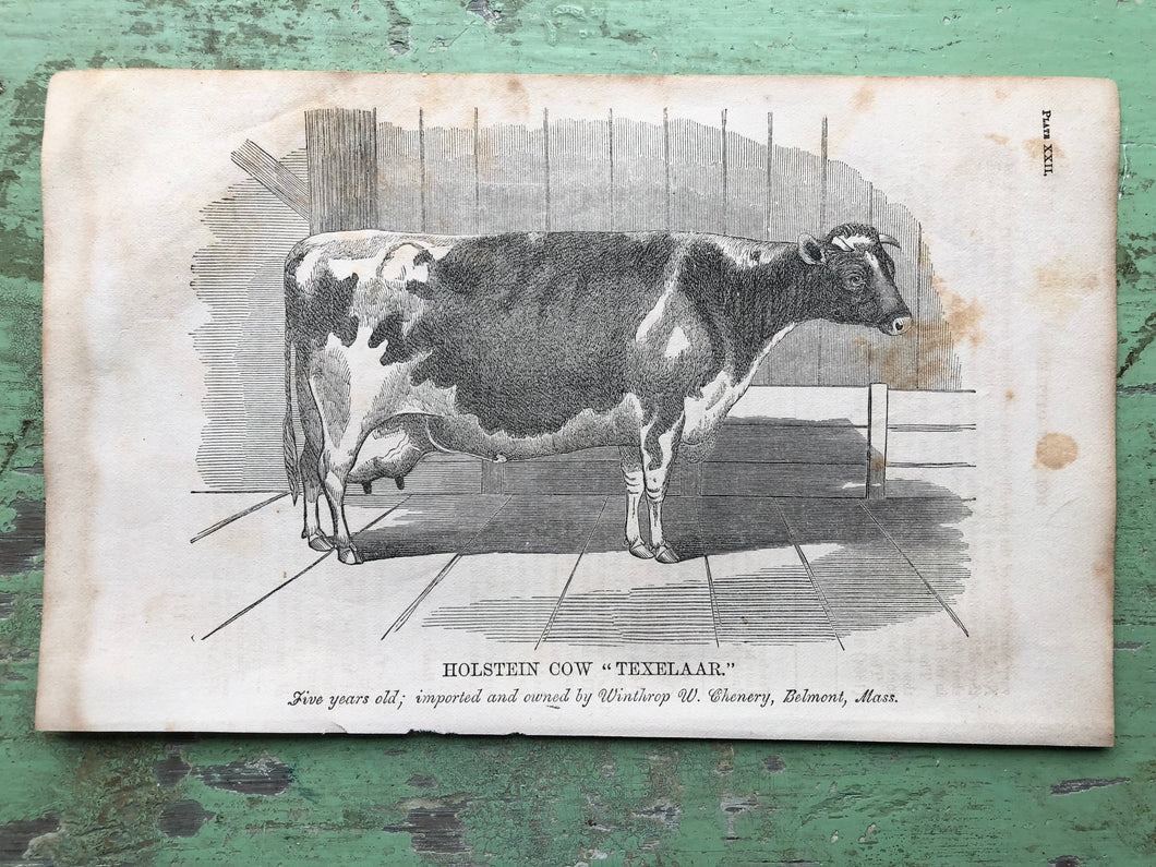 Cow Print from Report of the Commissioner of Agriculture for the Year 1864