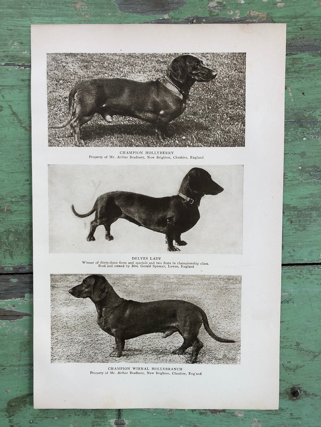Print from “The Dog Book” by James Watson