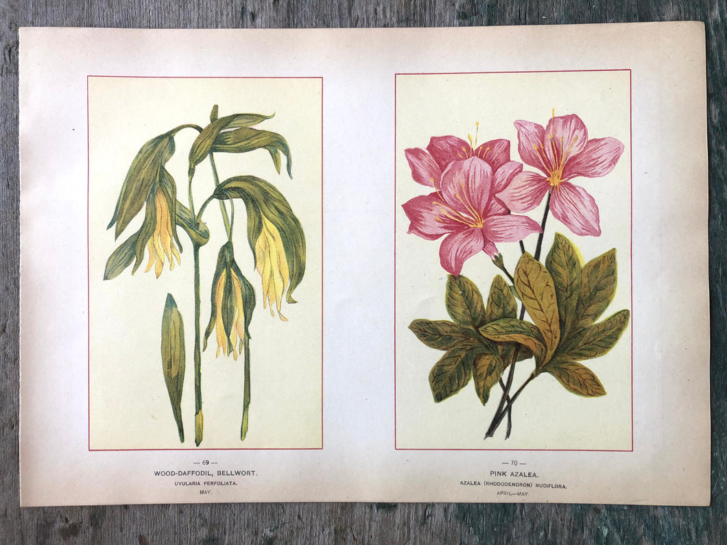 Wood-Daffodil, Bellwort and Pink Azalea. Print from 