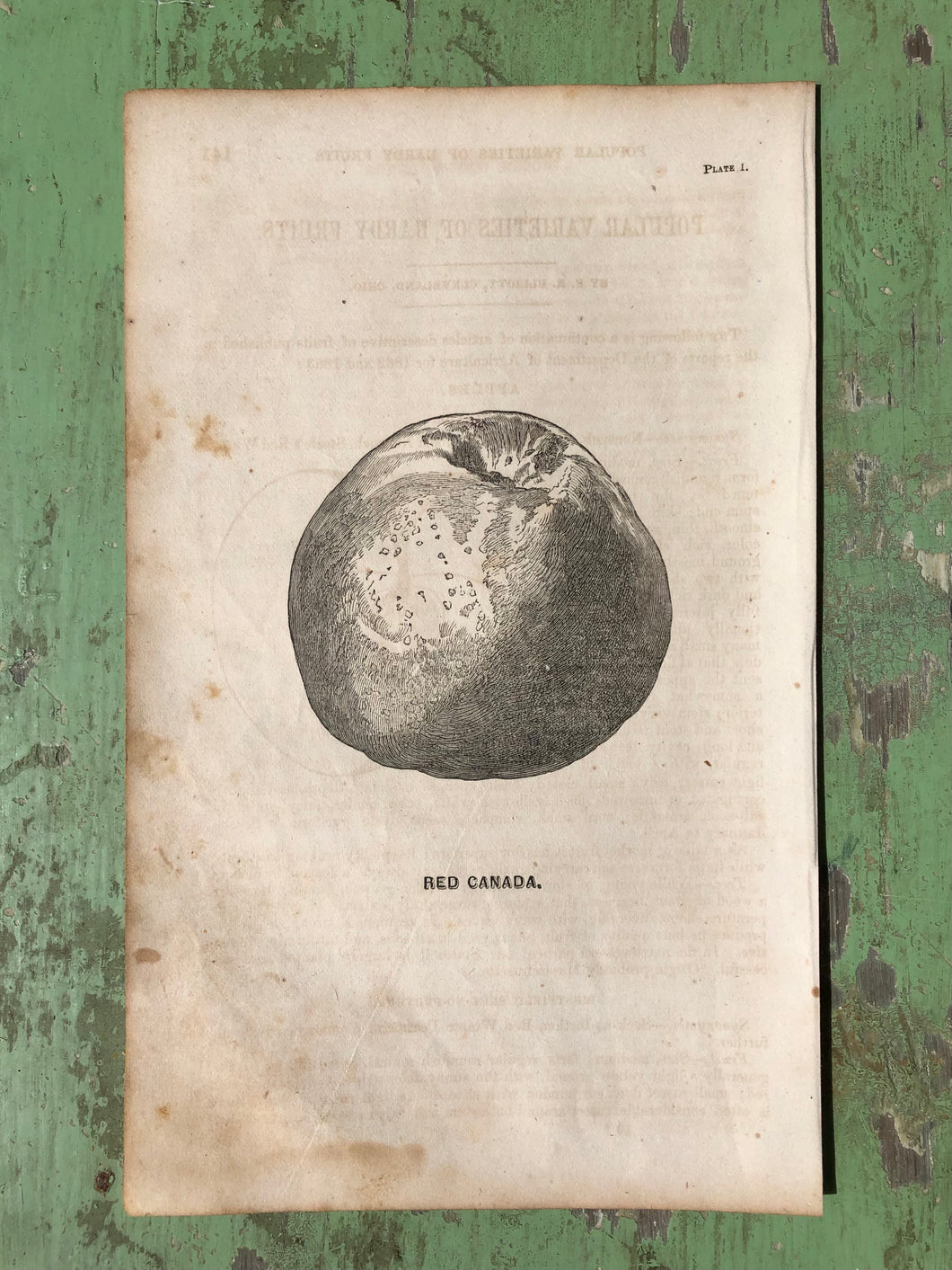 Fruit Print from Report of the Commissioner of Agriculture for the Year 1864