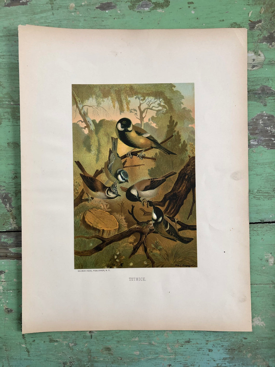 Color Bird Print 