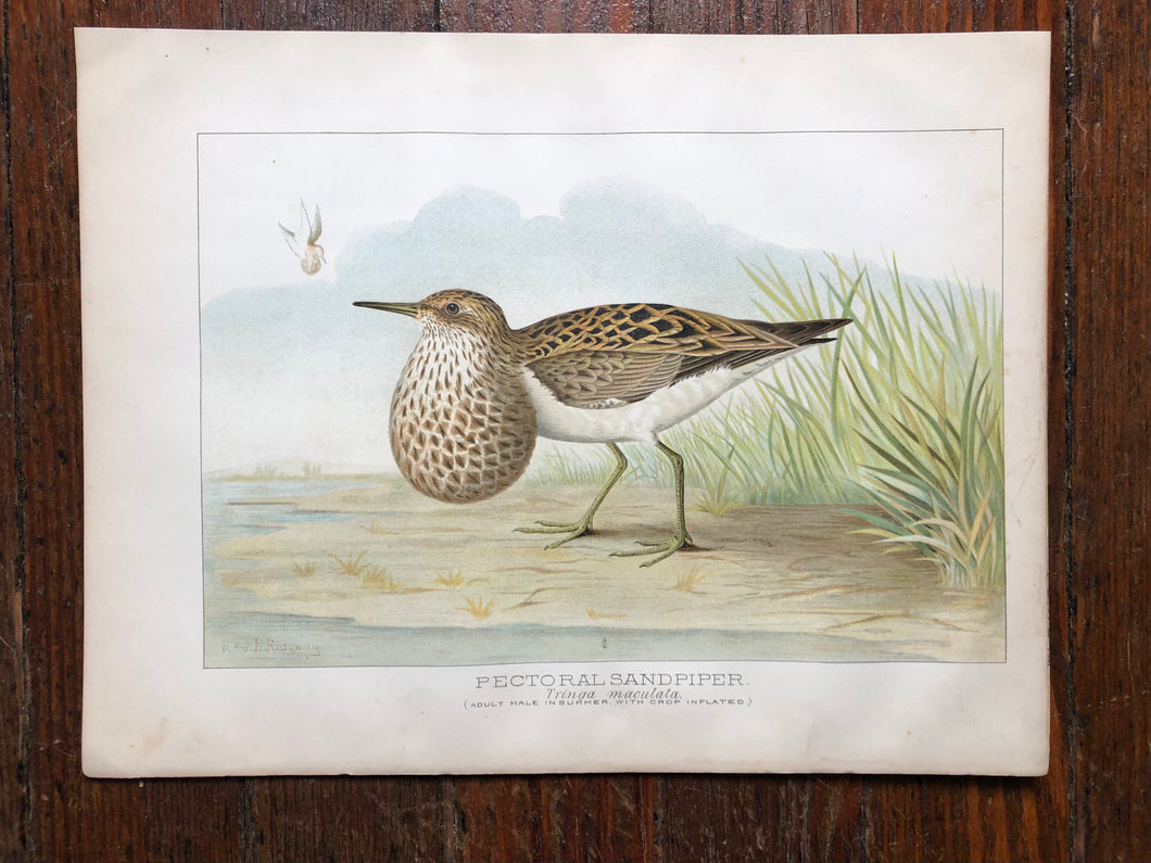 Bird Plate from “Report upon Natural History Collections Made in Alaska Between the Years 1877 and 1881” by Edward W. Nelson