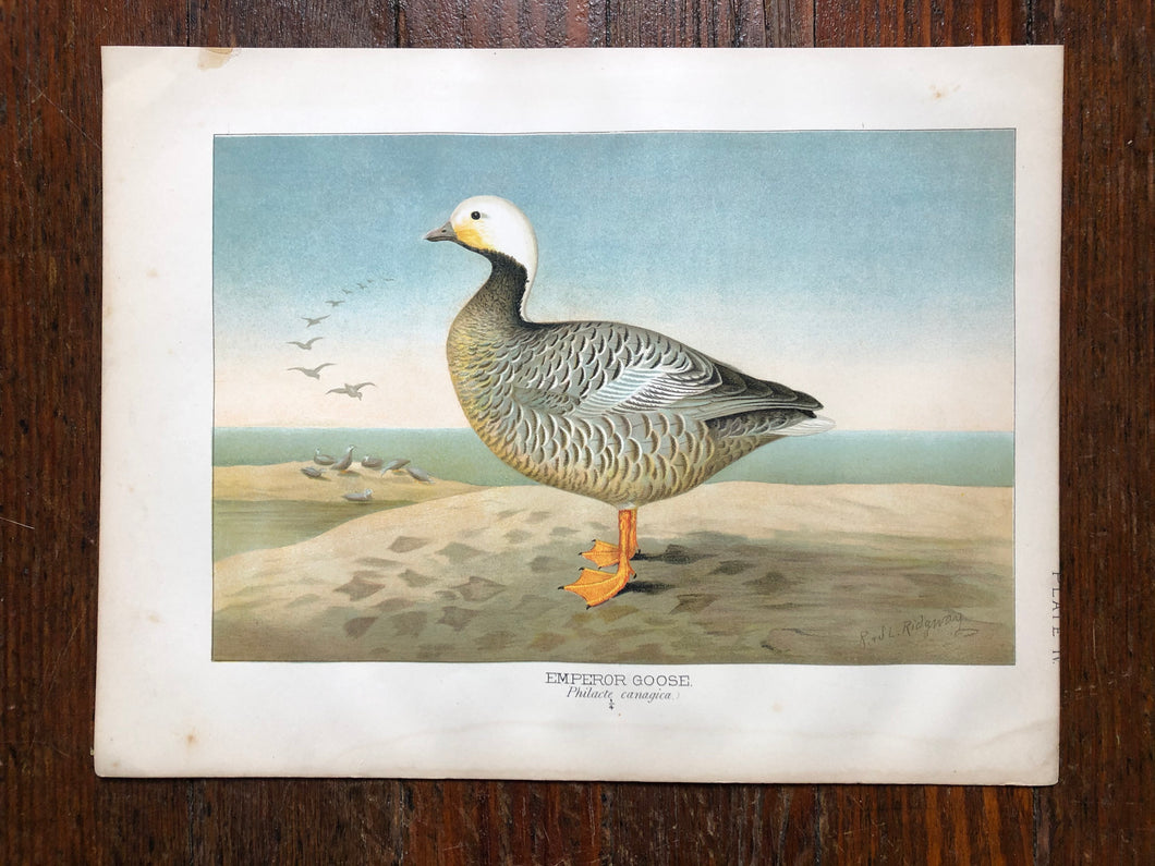 Bird Plate from “Report upon Natural History Collections Made in Alaska Between the Years 1877 and 1881” by Edward W. Nelson