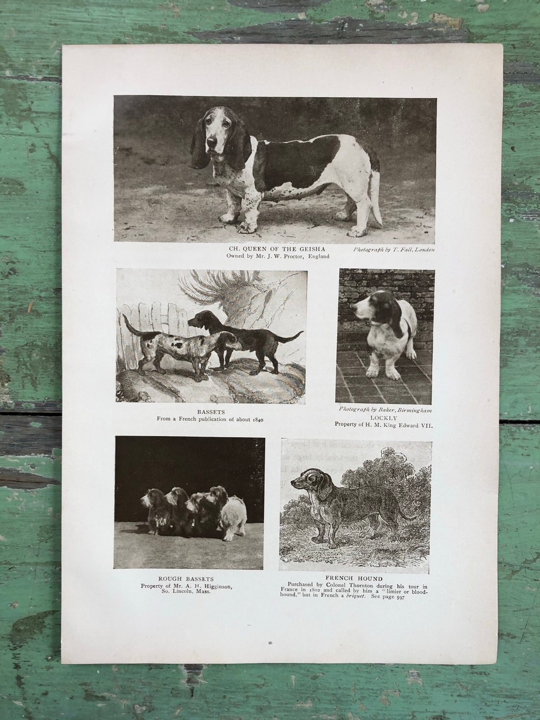 Print from “The Dog Book” by James Watson