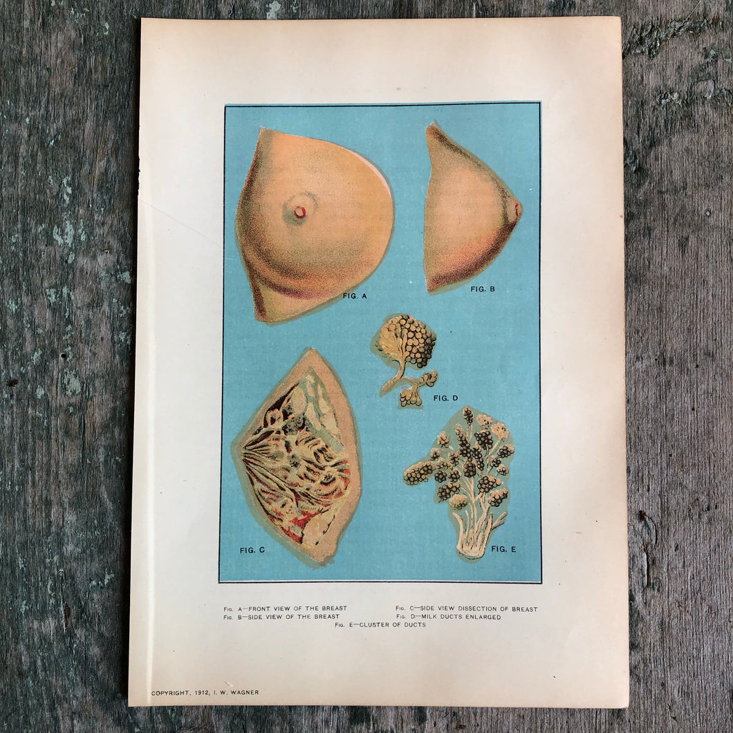 Print from “Domestic Medical Practice: A Household Adviser in the Treatment of Diseases, Arranged for Family Use”